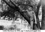 Hawkeye_Appletree2.jpg (46kb)